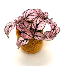 Charger l'image dans la galerie, Cache-pot crochet - petit modèle